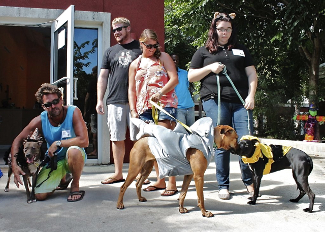 Canine contenders and their owners line up for judging in the for funniest costume categrory.