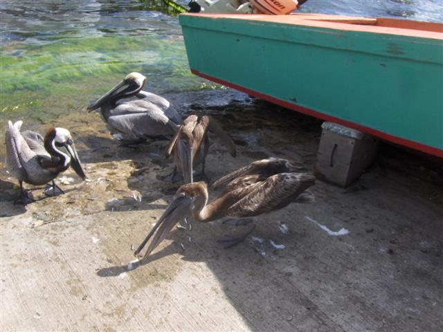 Pelicans feeding in Frenchtown (Molly Morris photo).