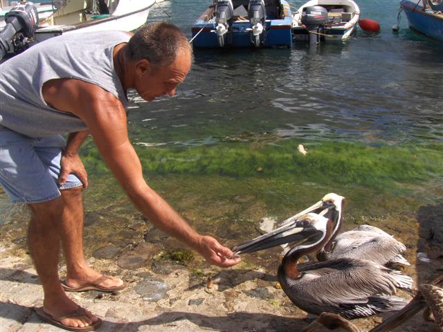 Steve Turbe feeding Frenchtown's familiar guests. (Molly Morris photo.)