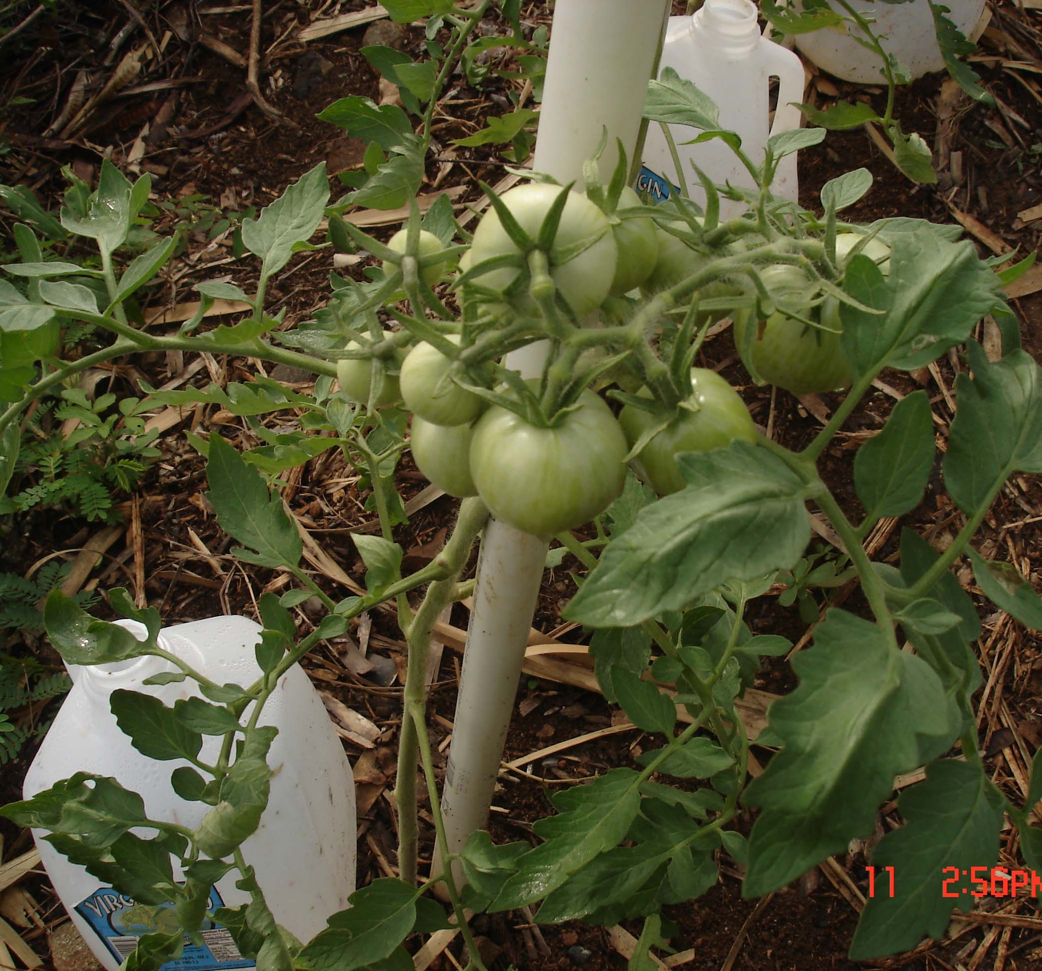 Tomatoes with bottle drop