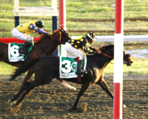 Prince Crystal beats Express to Cali by half a length in the Hovensa Cup, winning the first Native Triple Crown title.
