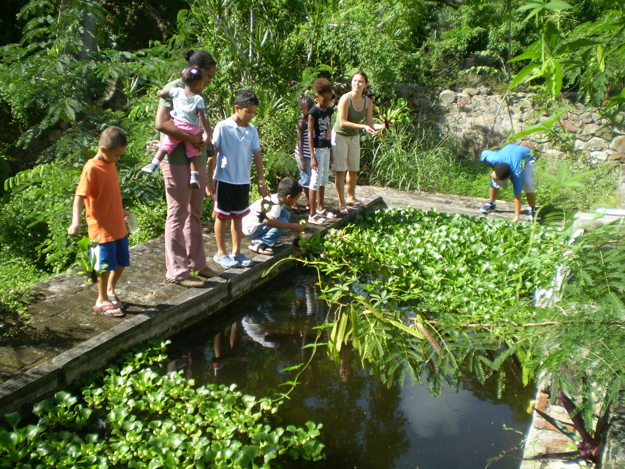 Picking water hyacinths out of a holding pond.