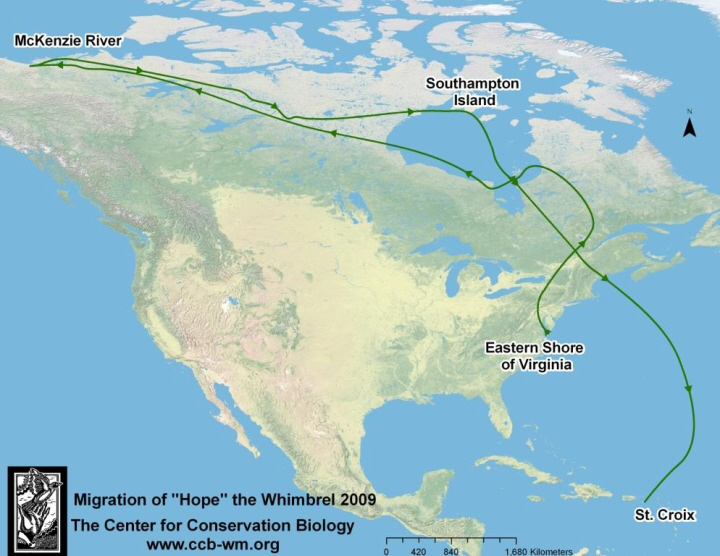 A Whimbrel's long journey. (US FWS image)