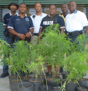Members of the VIPD Bike Unit in Frederiksted pose with the marijuana plants they seized.