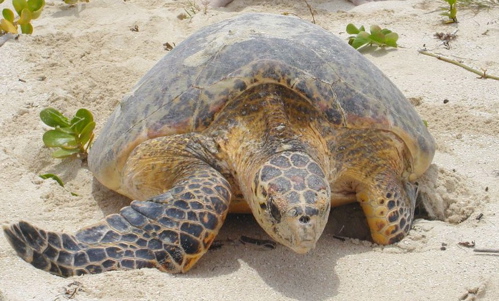 An adult leatherback sea turtle returns to sea after laying a clutch of eggs.