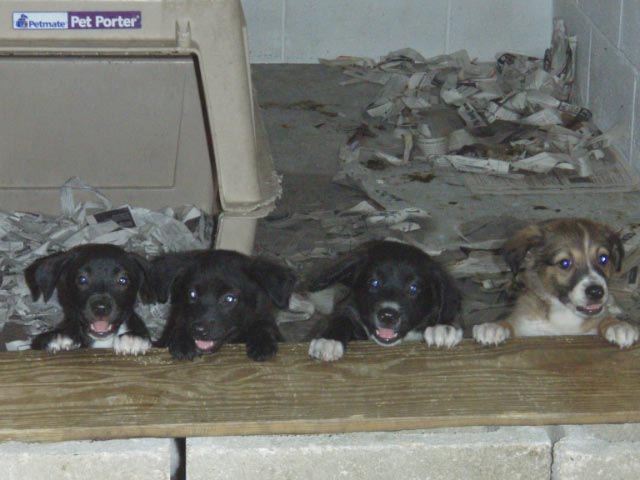 Puppies in need of a home. Photo courtesy ACC.