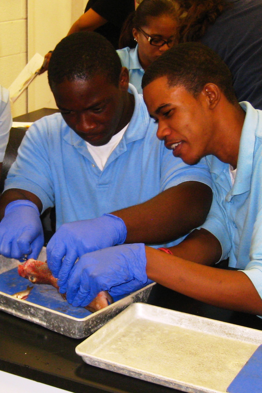 Charlotte Amalie science students begin dissecting the fish.