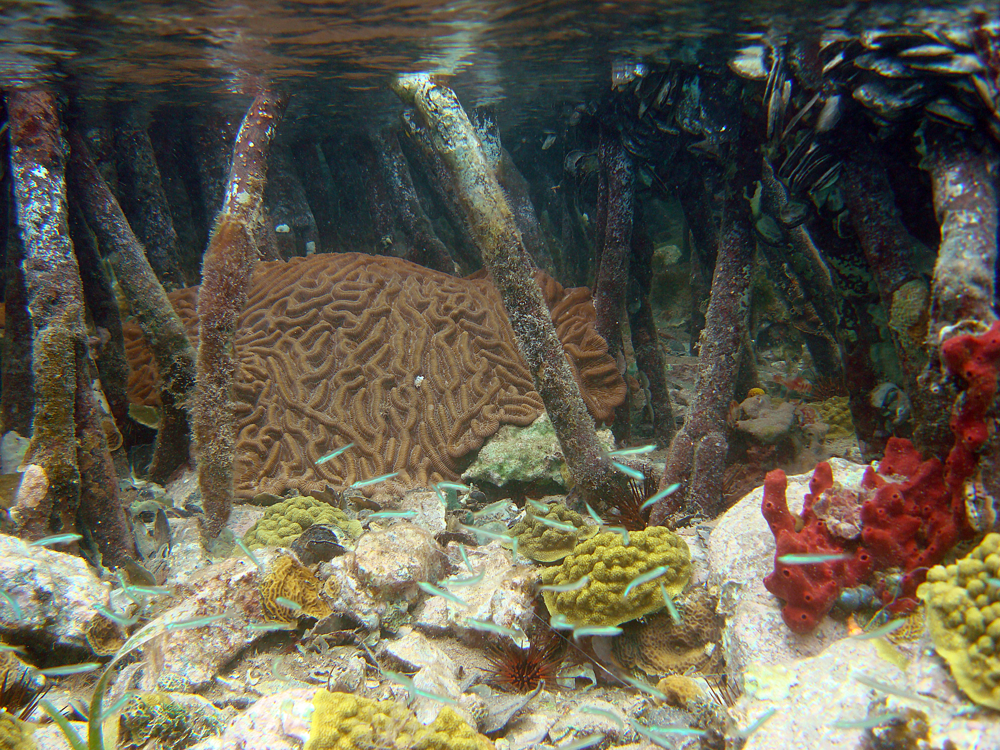 Previously undocumented coral colonies are alive and well among Hurricane Hole's mangrove roots. Photo courtesy Caroline Rogers