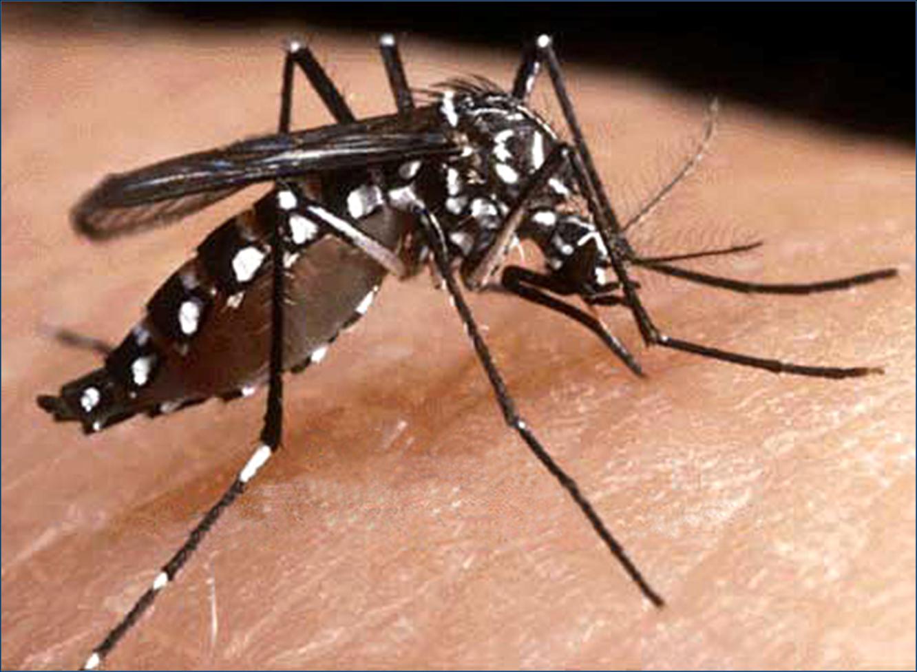 Aedes aegypti mosquito, carrier of dengue fever. 