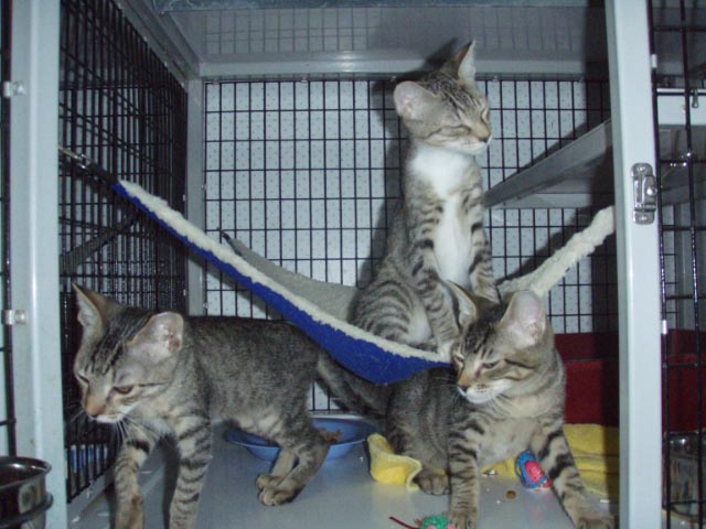 Kittens at the center waiting for homes. (Photo courtesy ACC)