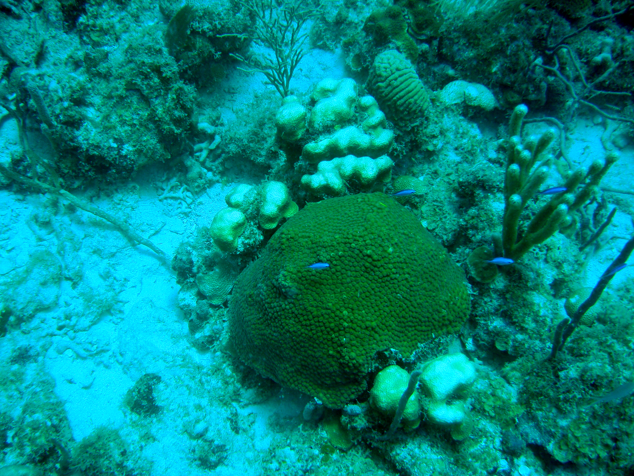 This photo shows the smaller star coral colonies (knobby colonies around the middle colony) are pale on the top, showing initial signs of bleaching. Photo courtesy Jeff Miller.