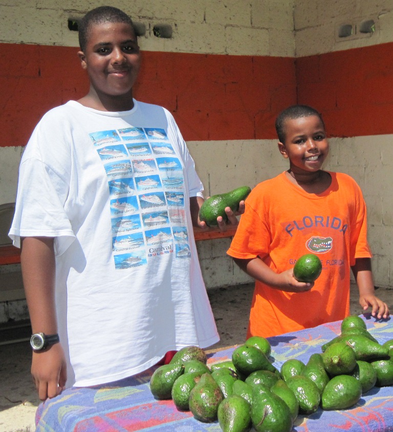 Pictured seeling avocados are the industrious Smith brothers, William, 13, and Christopher , 9.