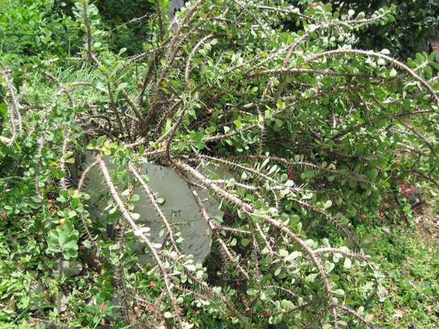 This crown of thorns beaten down by Hurricane Earl’s winds needs attention.