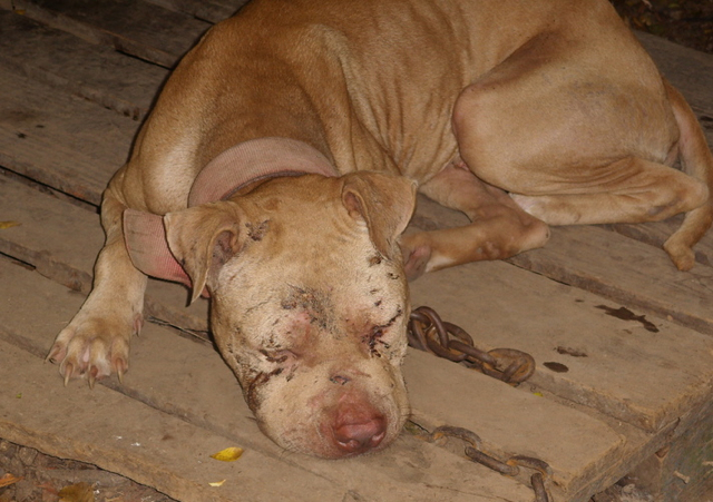 This dog, discovered at Lorraine Village Apartments, has visible cuts and wounds.