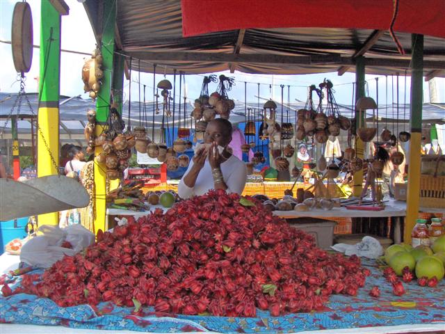Gobbling up sorrel at the 2009 Bordeaux Fair (Photo by Molly Morris).