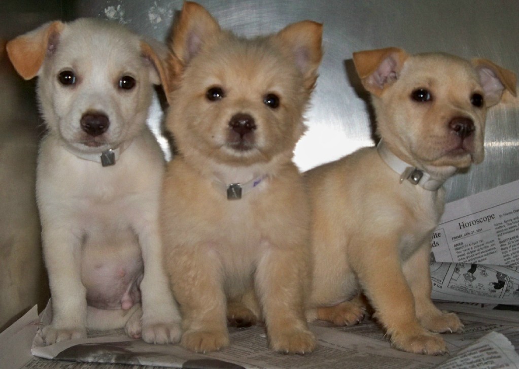 These puppies are the reason to vote for the St. Croix Animal Welfare Center in the ASPCA $100K Challenge.