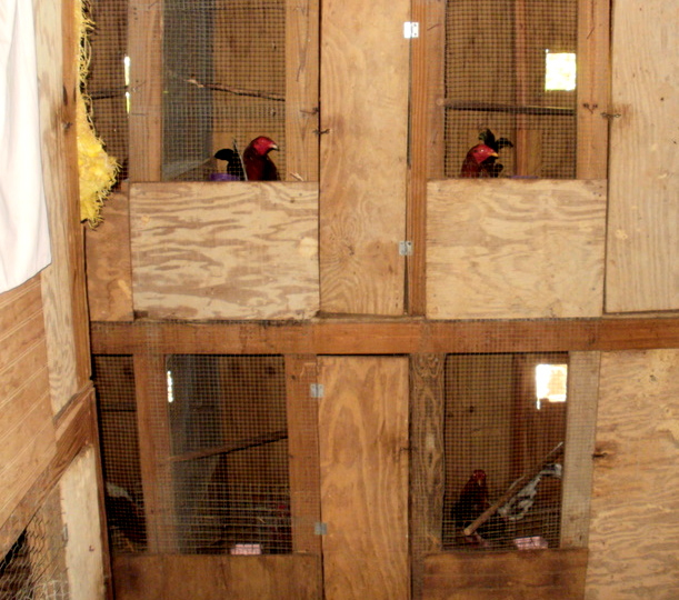 Pictured are the coops housing the fighting chickens.