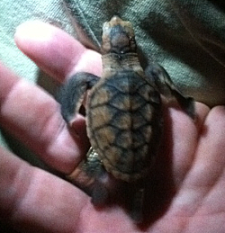 A turtle hatchling, pre-lauch. (Photo courtesy Miss Lucy's Restaurant)