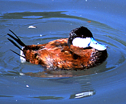 Last year's count on St. John turned up a pair of ruddy ducks, not often seen in the V.I.