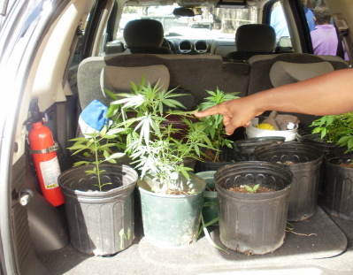 Marijuana plants were confiscated by police on saturated patrol Friday. (Photo provided by the VIPD)