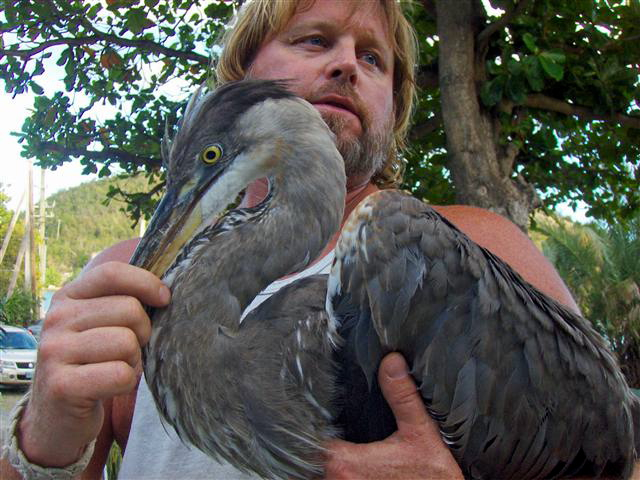 Doug Metzger holds the injured heron after capture. 