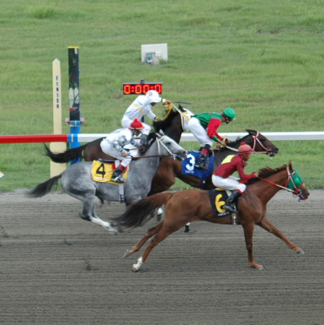 Horses flash past the grandstand in a distance race at RAXCO's Randall 'Doc' James Racetrack.