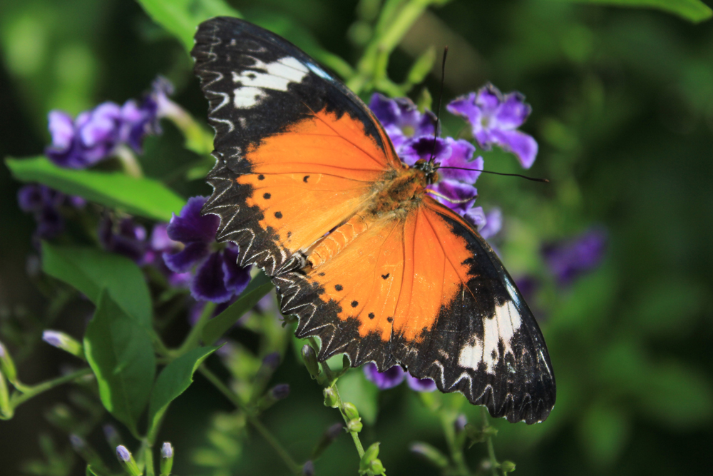 Coral Bay officials are happy to bring the butterfly attraction back to life.