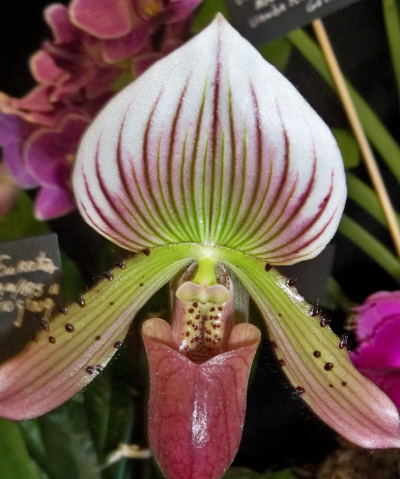 The strange paphiopedilum orchid.