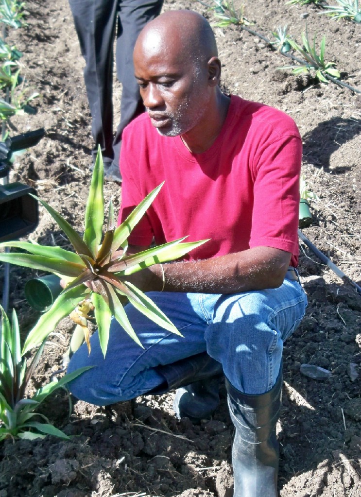 Sejah Farm's Dale Browne examines a young pineapple.