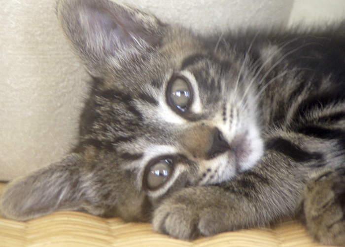 Terri Depka's kitten, "Chica," was just one of the fuzzy entrants.