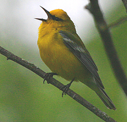 A blue-winged warbler. (Photo courtesy birdfreak.com)