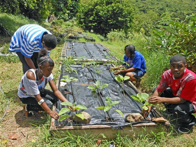 Work-Able participants Trisal Perkins and Tristan Dunrod (left) and Benjamin Bougouneau and Jahmile Lewis tend their crops.