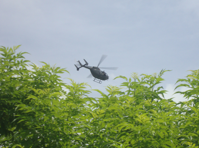 A police helicopter swoops over Estate Smithfield Monday morning in an exercise that netted more than 1,000 marijuana plants..