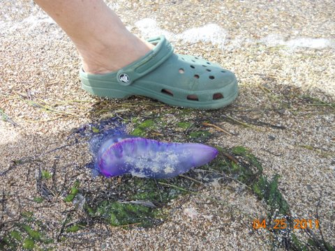 Portuguese Man o' War found on St. Croix's south shore last week. (Photo courtesy of Chris Dorsey)