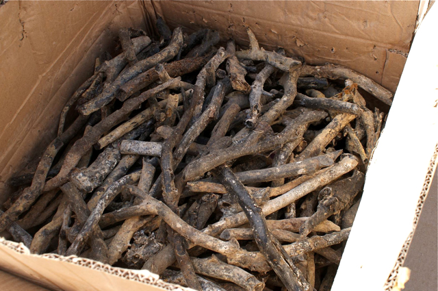 A box of illegally traded black coral seized from GEM Manufacturing LLC. (Photo courtesy U.S. Department of Justice)
