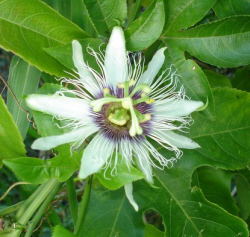 Passion fruit flower