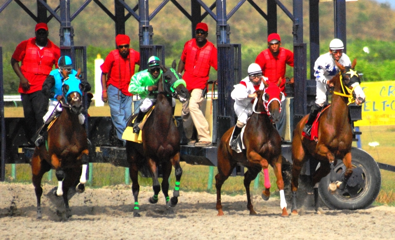 St. Croix's top mares and fillies broke in a line last race day.