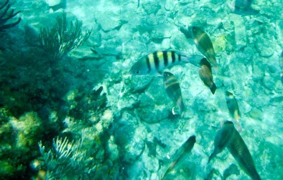 The first round of EPSCoR funding focused on the bio complexity of Caribbean coral reefs.