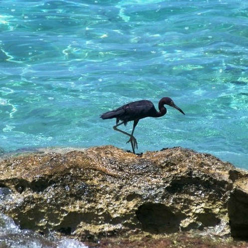 Little blue heron (Carol Buchanan photo).