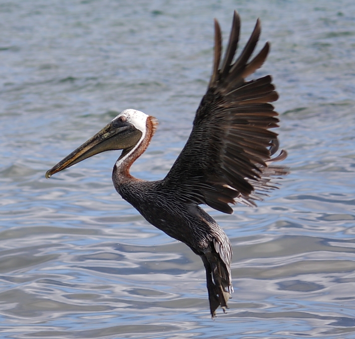 Pelican on the wing (Justin Shatwell photo).
