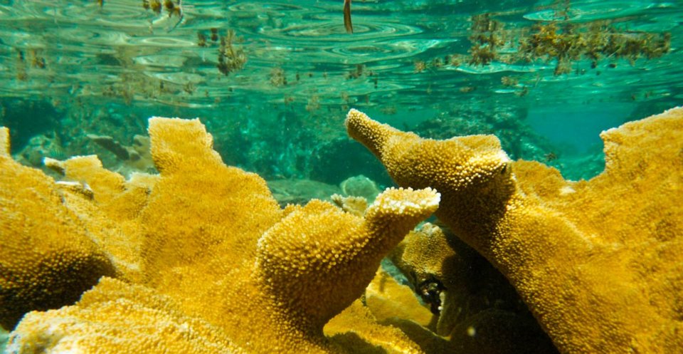 Nine species of Caribbean corals are among the 66 recommended to list under the federal Endangered Species Act (Gabriel Padilha photo).