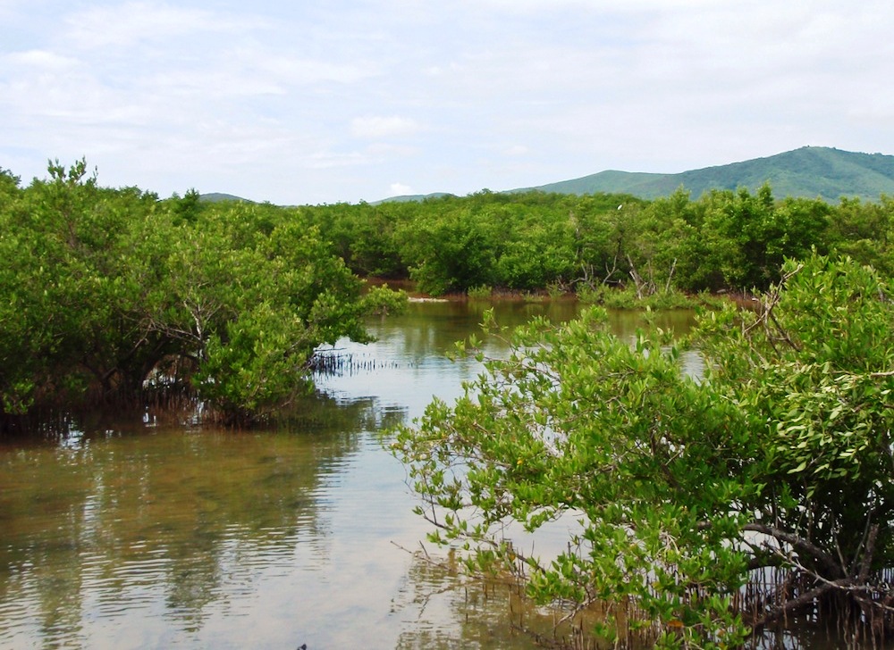 Great Pond, Hope's winter range on St. Croix, is a mangrove wetland and a designated Important Bird Area (Photo courtesy of CCB).