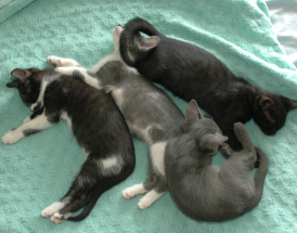 A sibling slumber party for a foster group. (Karen Hollish photo)