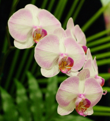 One of the hundreds of orchids on display.