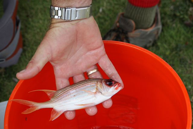 Most of the fish caught were tiny squirrelfish, which were weighed and released.