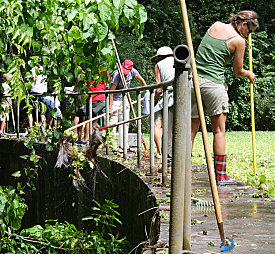 Volunteers used rakes and other tools to get rid of an invasive weed known as water lettuce.