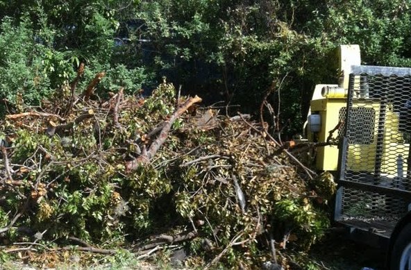 Tree scraps at Bolongo Bay Beach Resort (photo provided by Paul Doumeng).