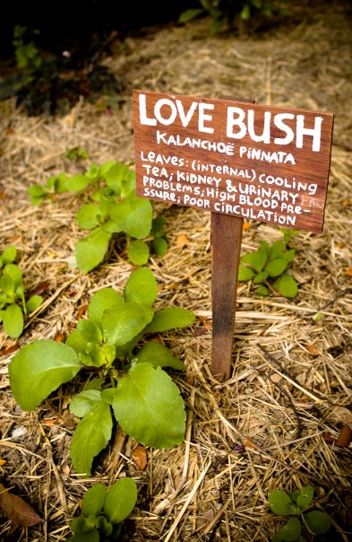 Love Bush is one of the more exotic items grown on the farm (Photo courtesy Ridge to Reef Farm).