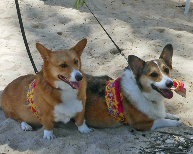Corgi Terriers Colt, left, and Mack in bikinis.