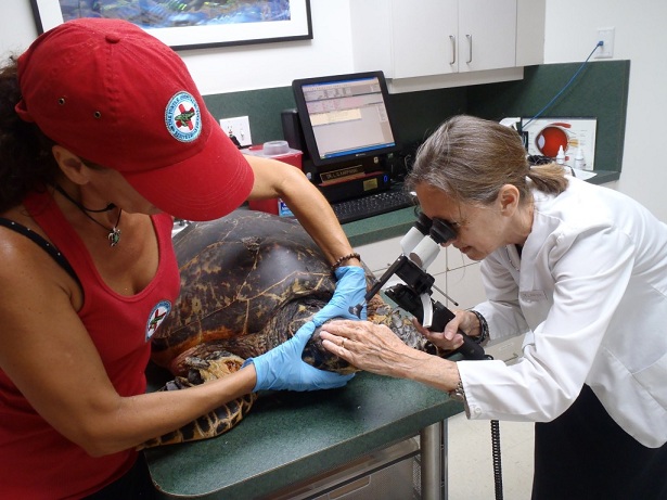 Hospital manager Bette Zirkelbach and veterinarian ophthalmologist Lorraine Karpinksi work on Good Hope (Photo courtesy of The Turtle Hospital).